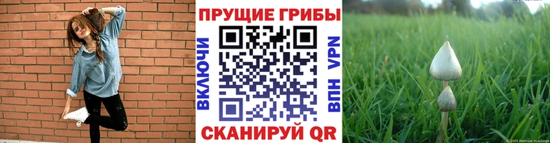 Галлюциногенные грибы Psilocybe  блэк спрут ссылки  Иннополис 